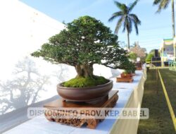 Hadiri Kontes Nasional, Pj Gubernur Suganda Apresiasi Para Pegiat Tanaman Bonsai.