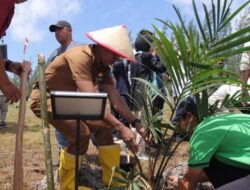 Penanaman Sagu Jadi Solusi Pengolahan Lahan Bekas Tambang