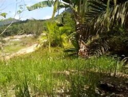 Tambang Timah dan Tamban Pasir Menggunakan  Ekskavator di Dusun Incur
