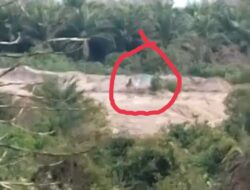 Tambang Ilegal Menggunakan Ekskavator Mini Dibalik Pepohonan Sawit