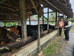 Kunjungi Peternakan Sapi. Pj Gubernur Safrizal Pastikan Stok Daging Cukup