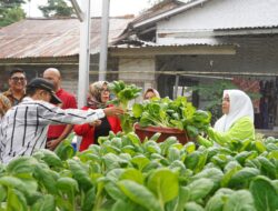 Kelompok Wanita Tani Kemuning Pangkalpinang Panen Sayuran