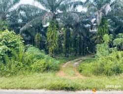 Diduga Hj SM Sulap Kawasan Hutan Jadi Perkebun Sawit Di Desa Penagan