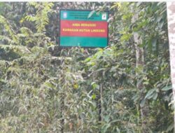 Diduga Hutan Kawasan Menjadi Perkebunan Sawit Di Batu Beriga
