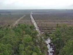 Perkebunan Sawit Ilegal Merusak Kawasan Hulu Sungai Kemis Desa Pergam Dan Desa Serdang
