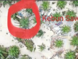 Viral Tambang Ilegal Di Kawasan Hutan Produksi Benca, Kini Perkebun Sawitnya Jadi Sorotan